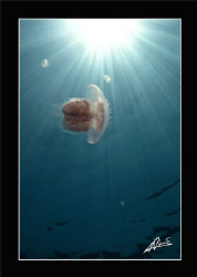 jelly, jelly, JELLY!!!! by Adriano Trapani 